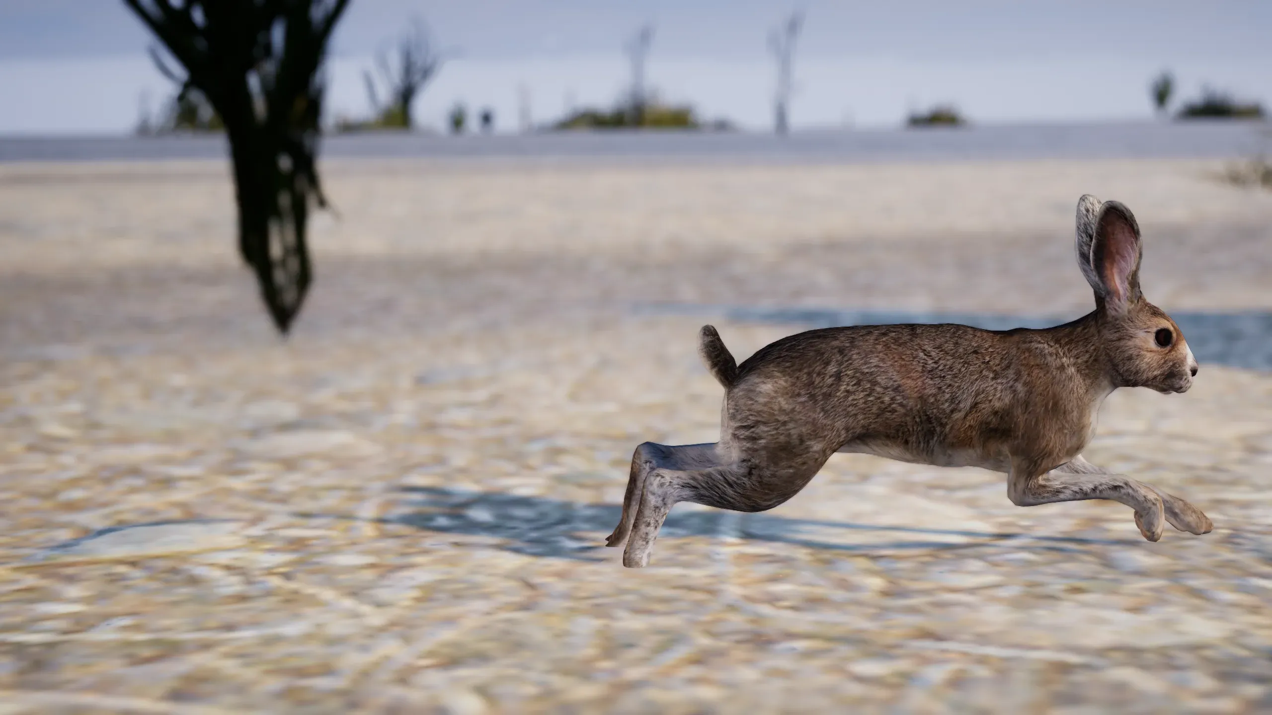 A hare running across pale sand.